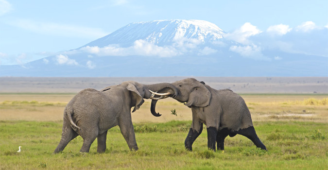 8Days Amboseli Laikipia Safari