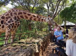 Giraffe Center Tour Nairobi