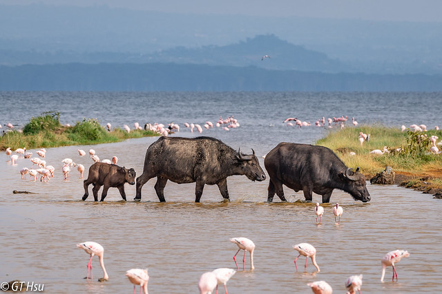 Lake Nakuru Day Trip