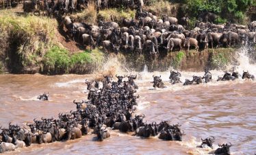 3 days Masai Mara Group Joining Lodge Safari