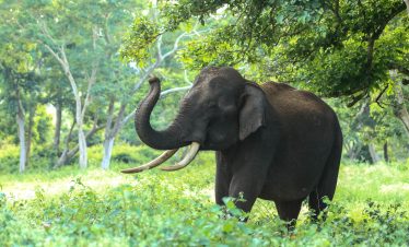 3 Days Mara Flying Safari 2026